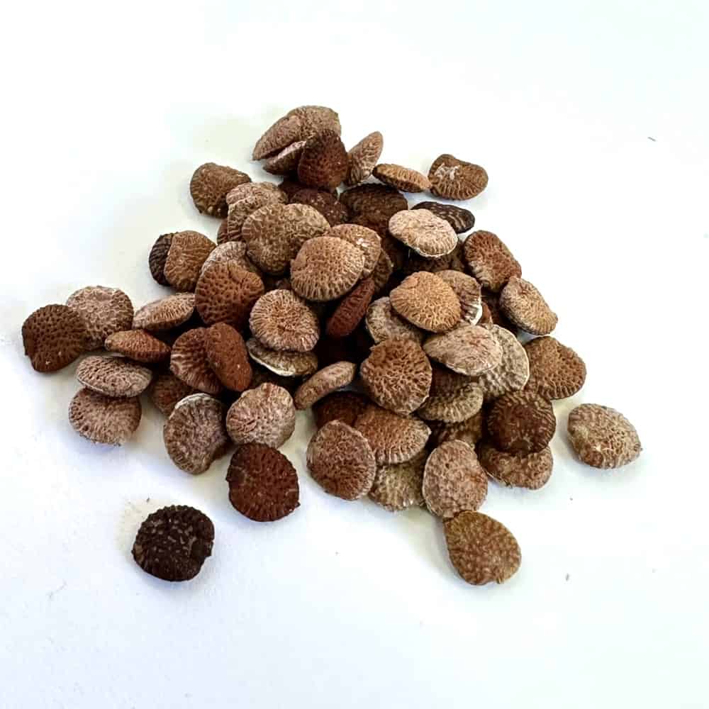 【種】アデニア・フルチコーサ / Adenia fruticosa