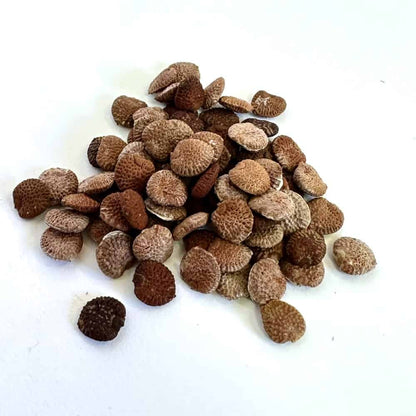 【種】アデニア・フルチコーサ / Adenia fruticosa