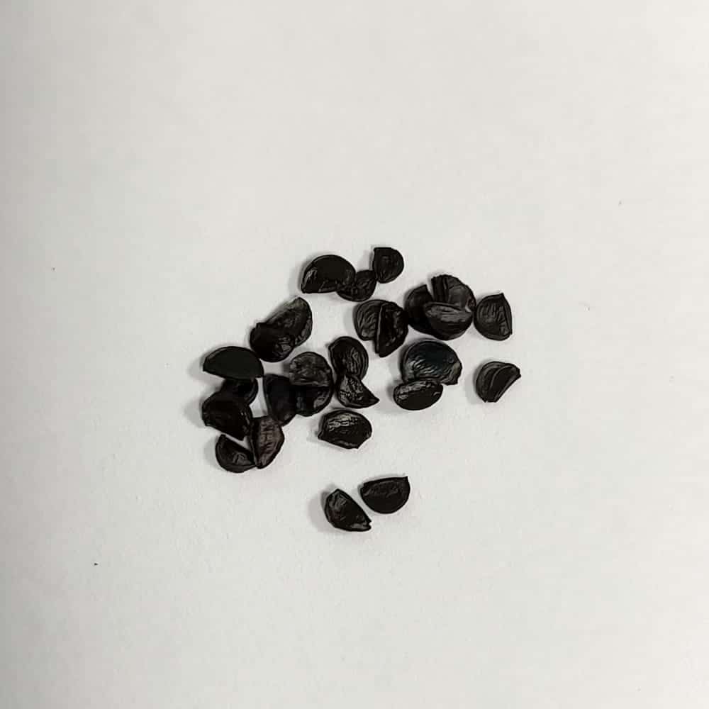 Agave ghiesbreghtii / アガベ・ジェスブレイティ