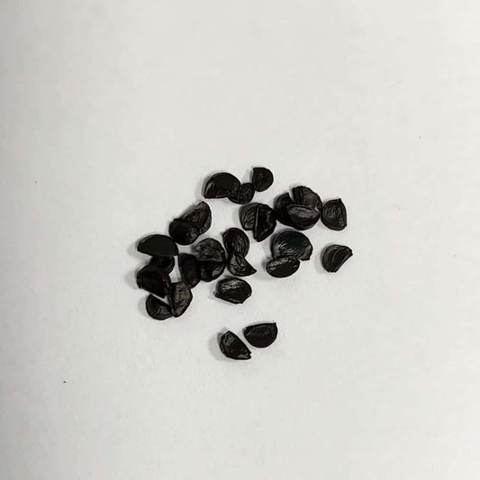 Agave ghiesbreghtii / アガベ・ジェスブレイティ