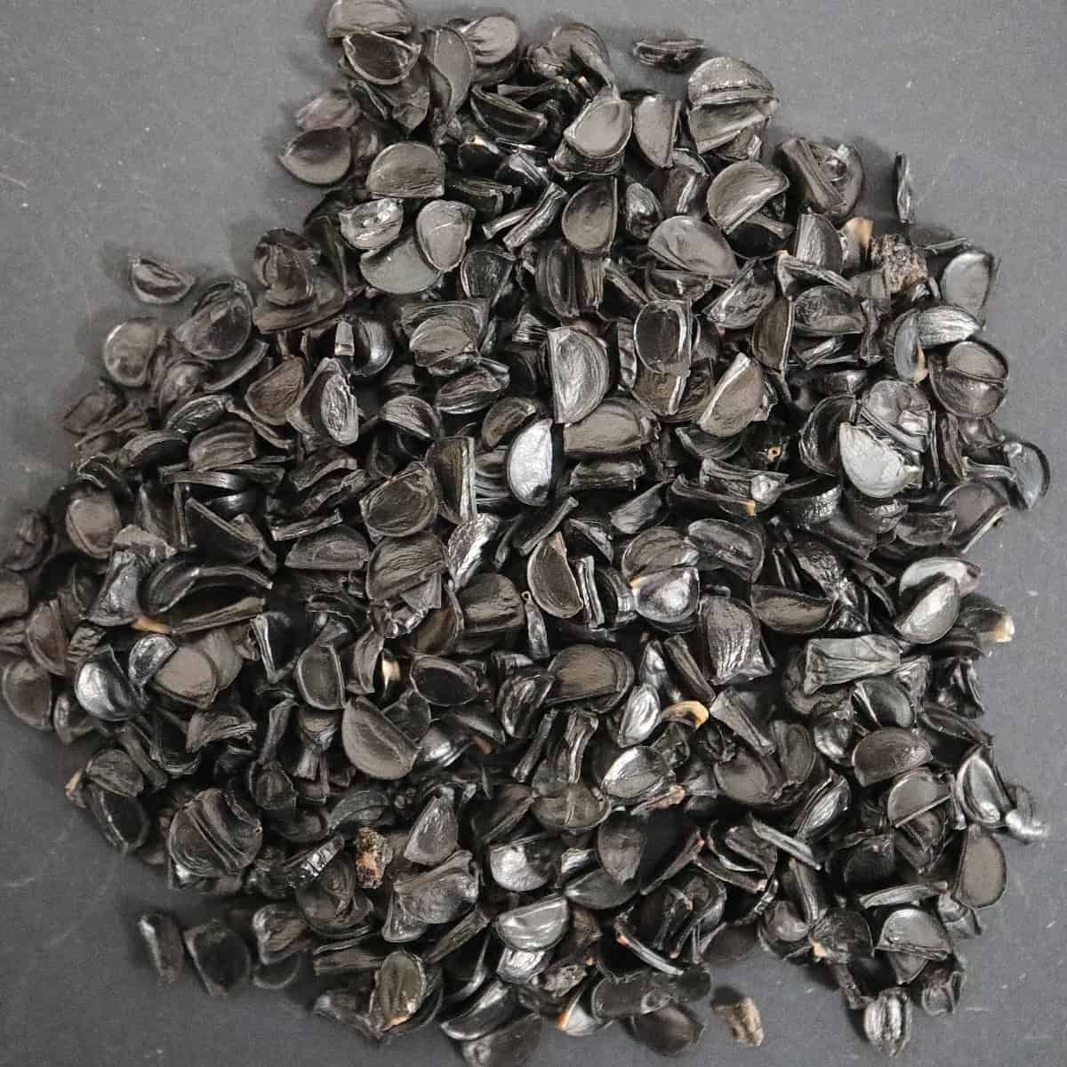 Agave gracielae / アガベ・グラシエラエ