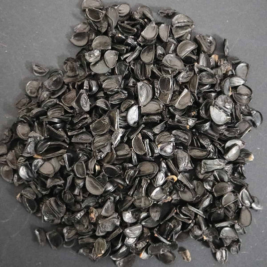 Agave gracielae / アガベ・グラシエラエ