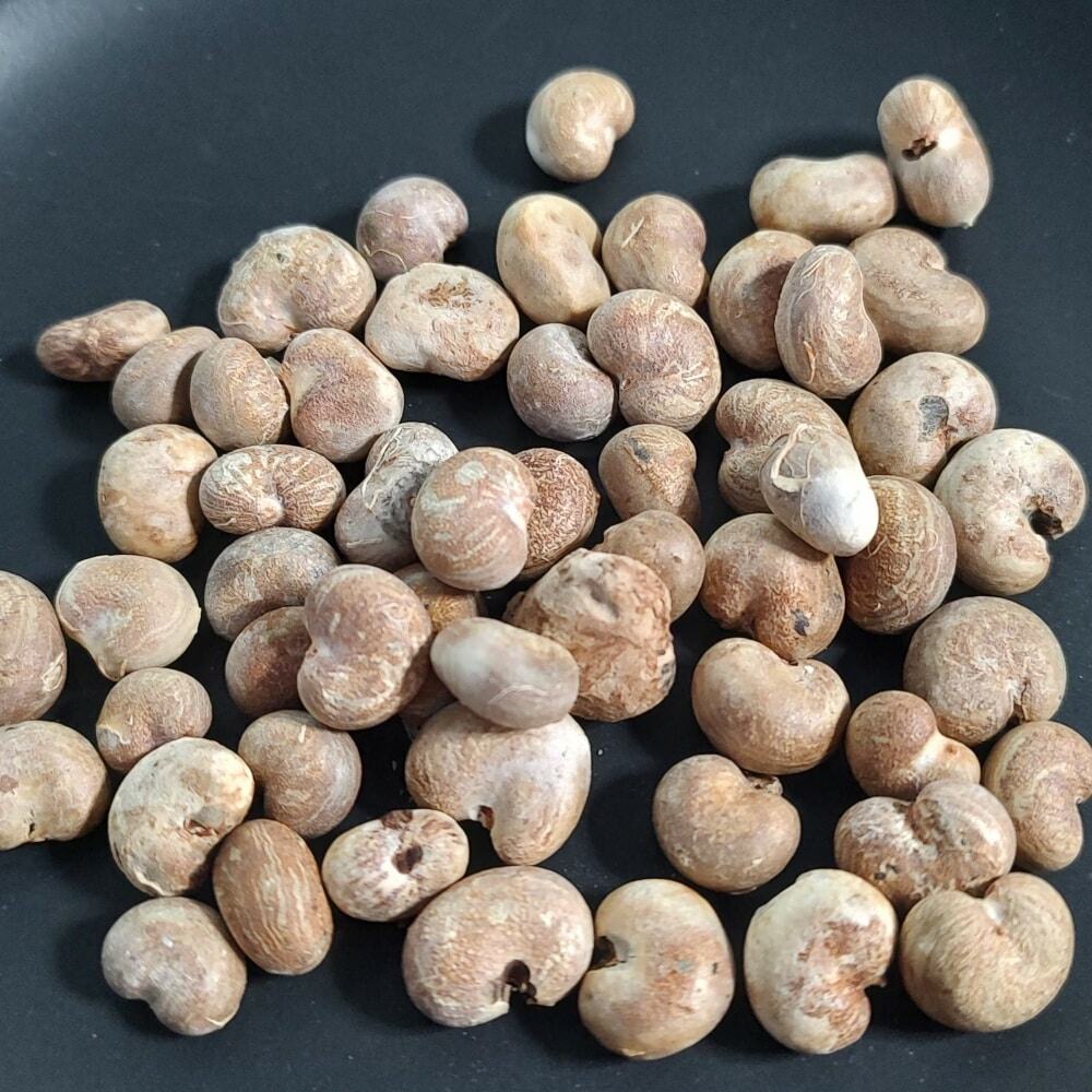 Adansonia gregorii / アダンソニア・グレゴリー