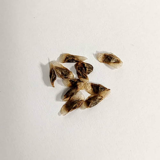 Aloe harlana / アロエ・ハルラナ