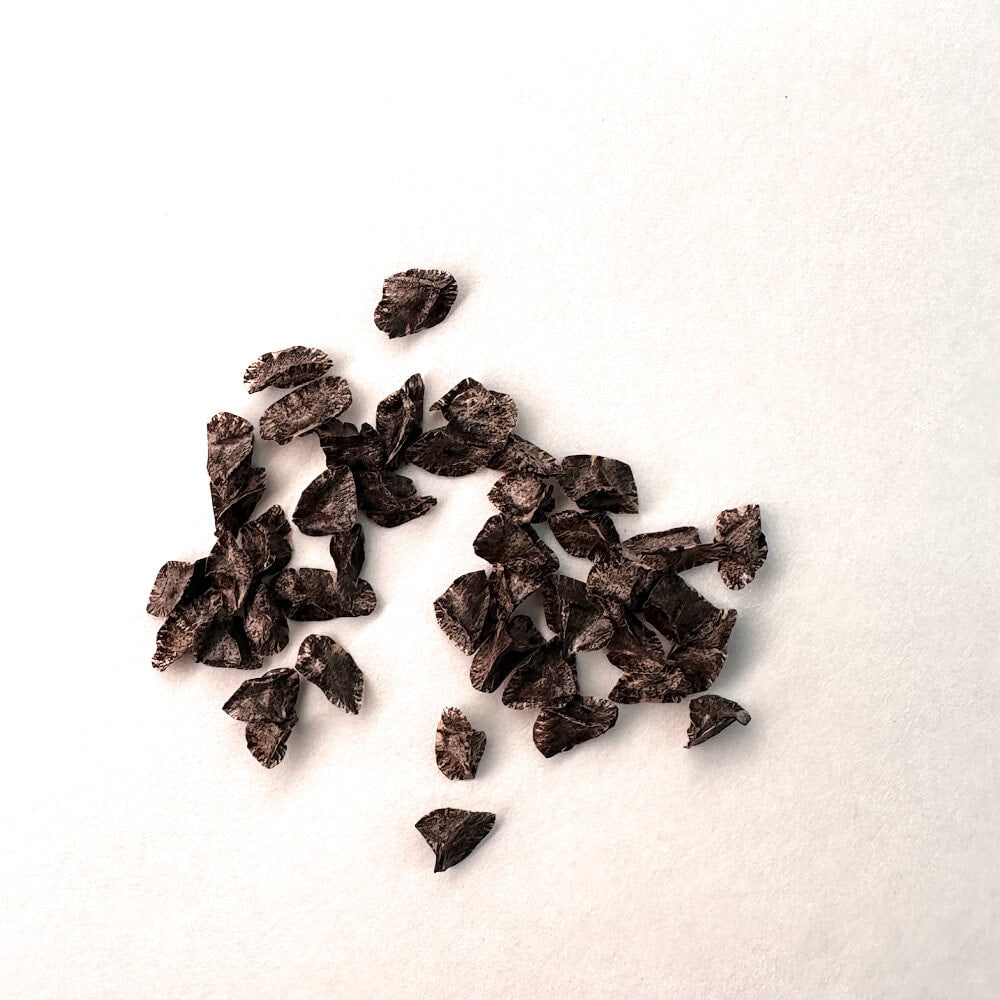 Aloe hoffmannii / アロエ・ホフマニー