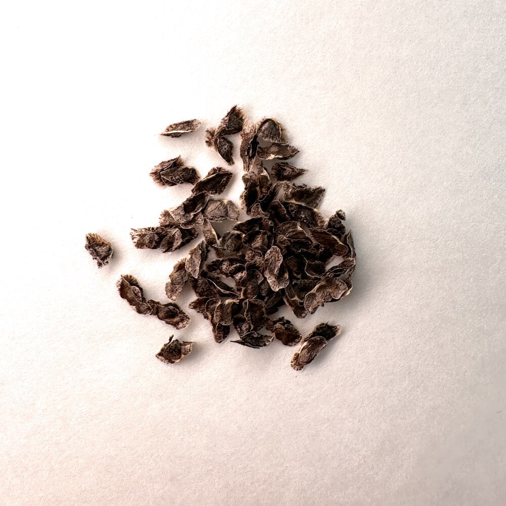 Aloe makayana / アロエ・マカヤナ