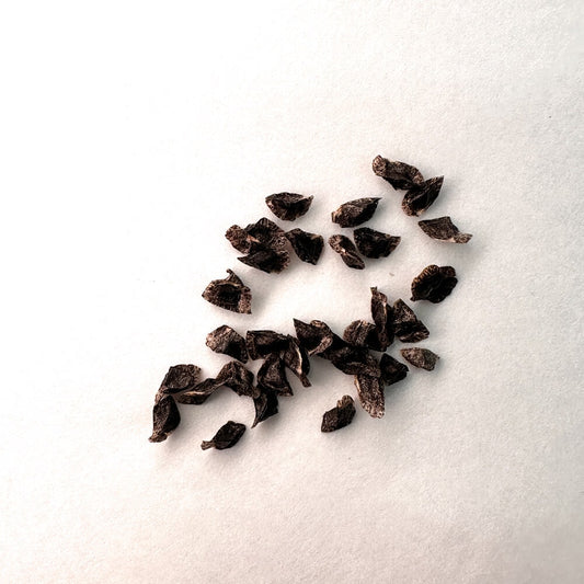 Aloe newtonii / アロエ・ニュートニー