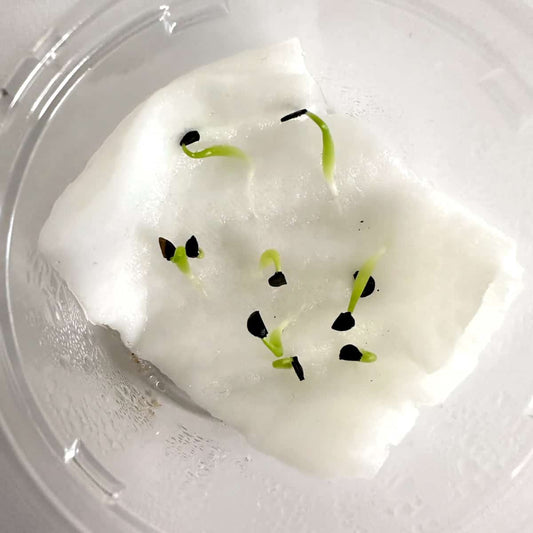 Agave oteroi / アガベ・オテロイ