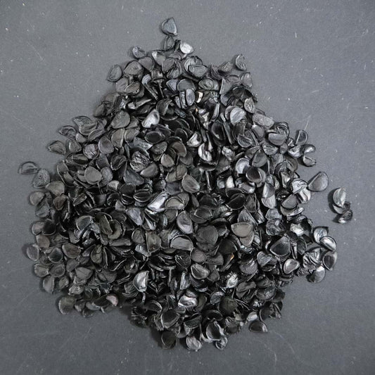 Agave oteroi / アガベ・オテロイ