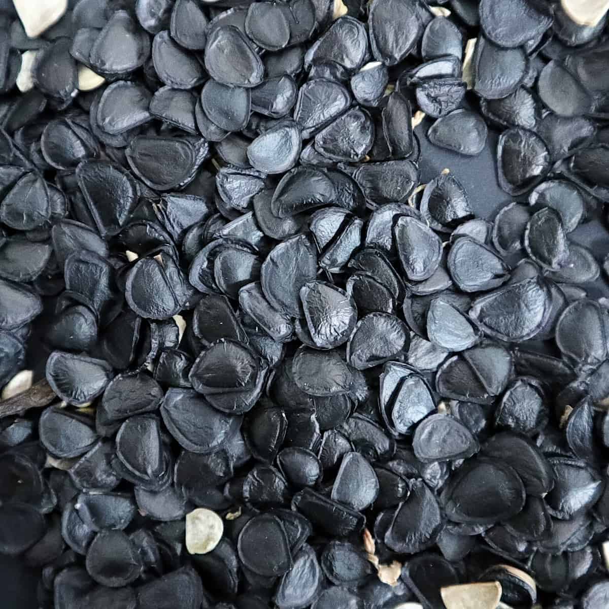 Agave parryi couesii / アガベ・パリー・コウエシー