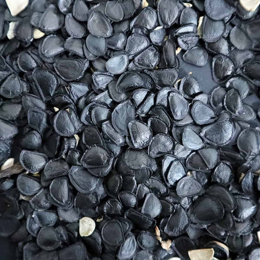 Agave parryi couesii / アガベ・パリー・コウエシー