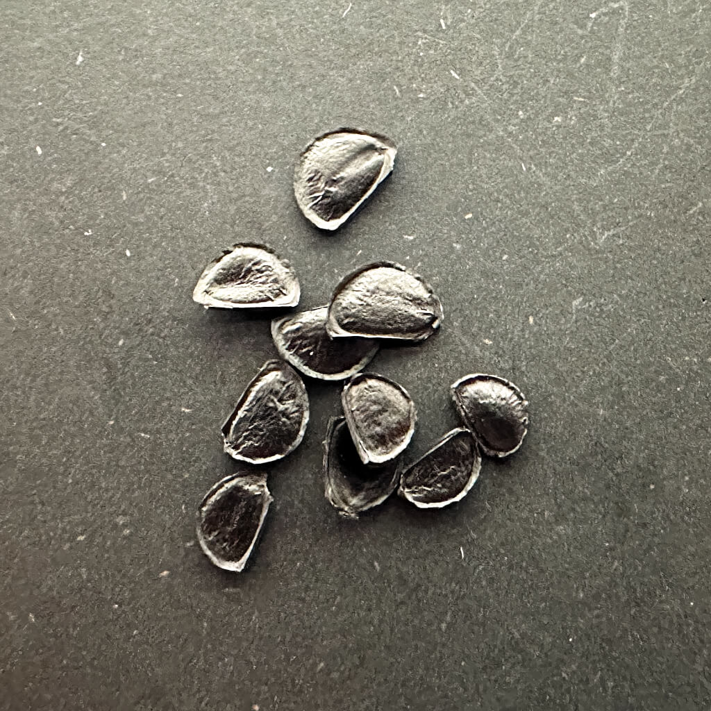 Agave parryi sierratarahumara / アガベ・パリー シエラ・タラウマラ産