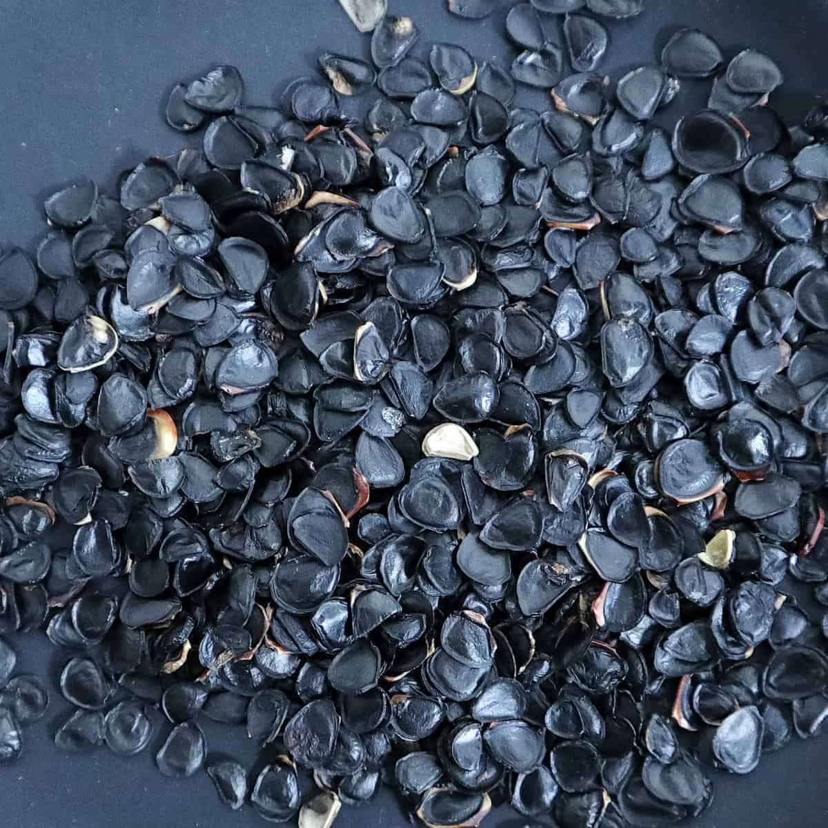 Agave parryi ssp. parryi / アガベ・パリー 吉祥天