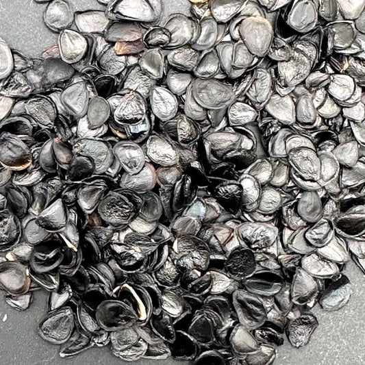 Agave potatorum dwarf / アガベ・ポタトルム ドワーフ