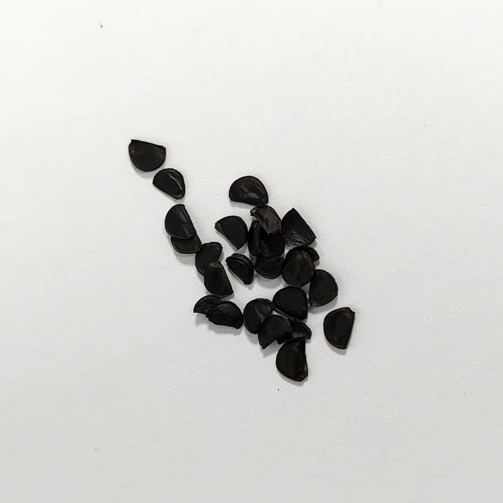 Agave quiotepecensis / アガベ・クイオテペセンシス