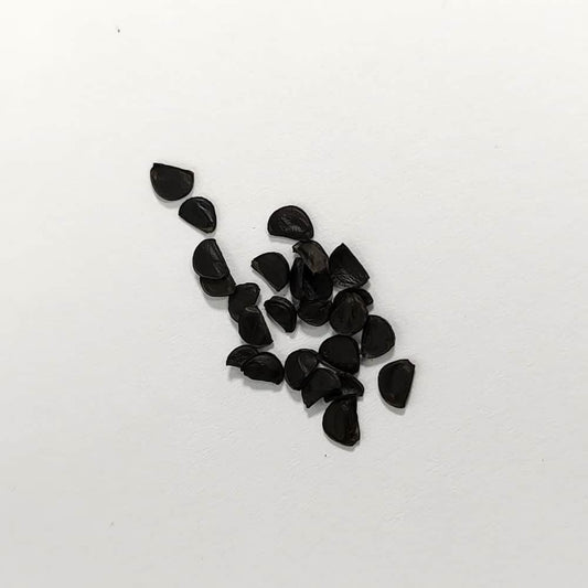 Agave quiotepecensis / アガベ・クイオテペセンシス