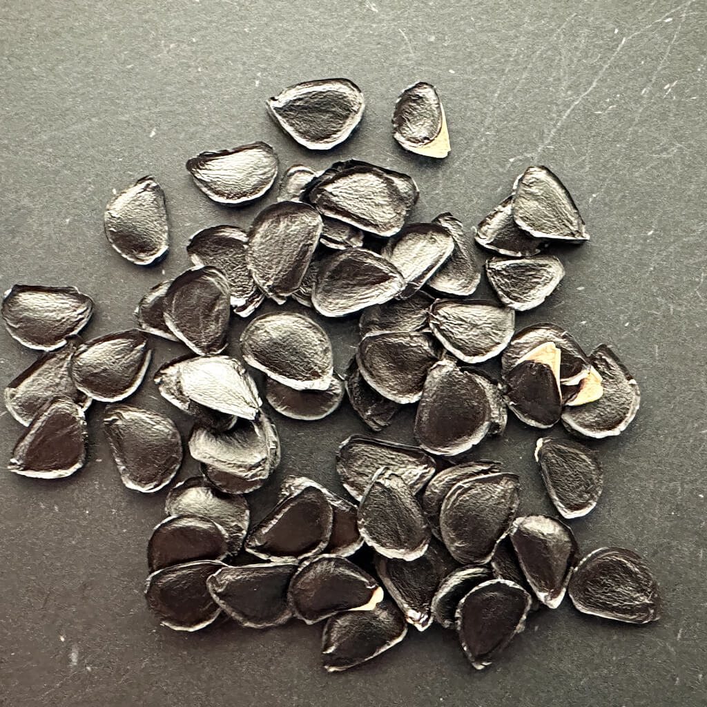 Agave shrevei ssp matapensis / アガベ・シュレーヴィ・マタペンシス