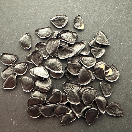 Agave shrevei ssp matapensis / アガベ・シュレーヴィ・マタペンシス