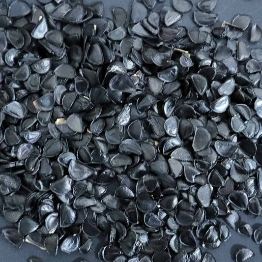 Agave sobria ssp. sobria / アガベ・ソブリア