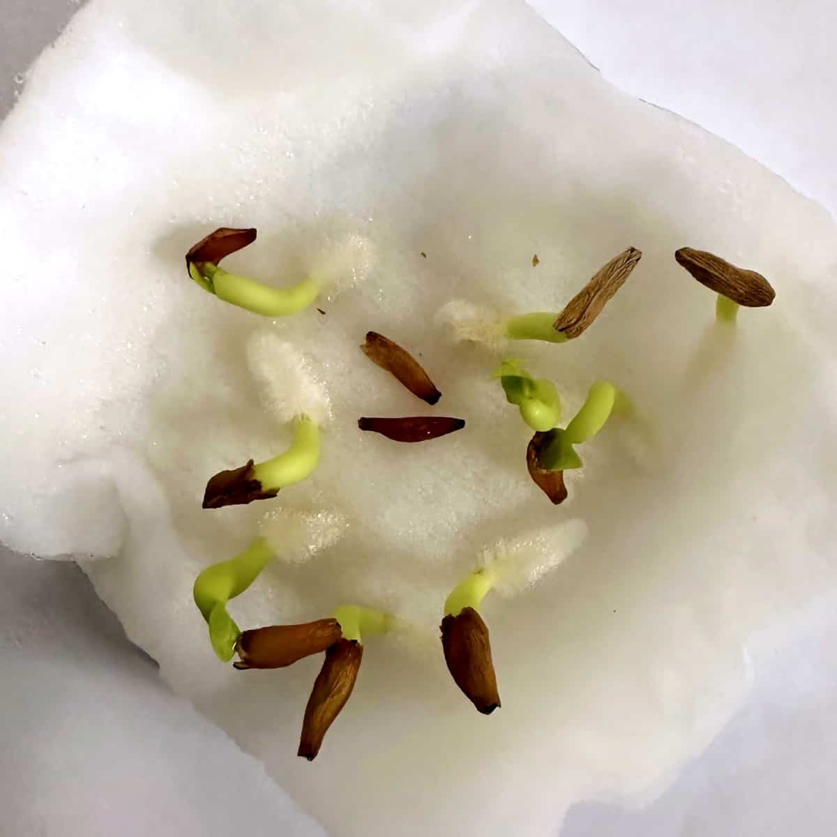 Adenium socotranum / アデニウム・ソコトラナム [栽培採種]