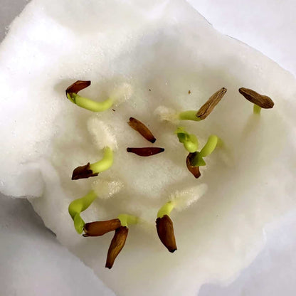 Adenium socotranum / アデニウム・ソコトラナム [栽培採種]