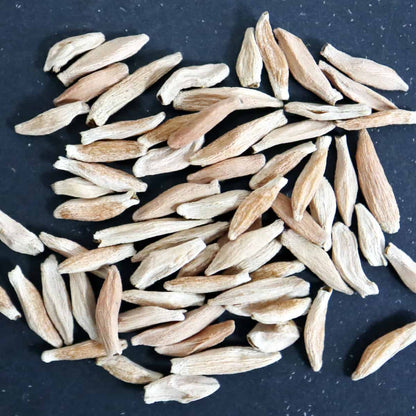 Adenium socotranum / アデニウム・ソコトラナム [栽培採種]