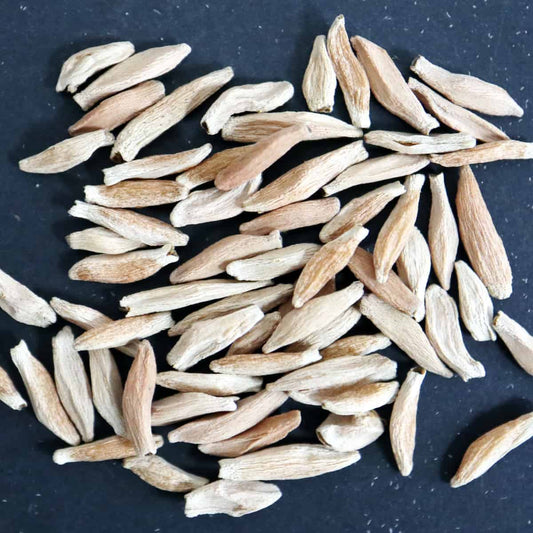 Adenium socotranum / アデニウム・ソコトラナム [栽培採種]