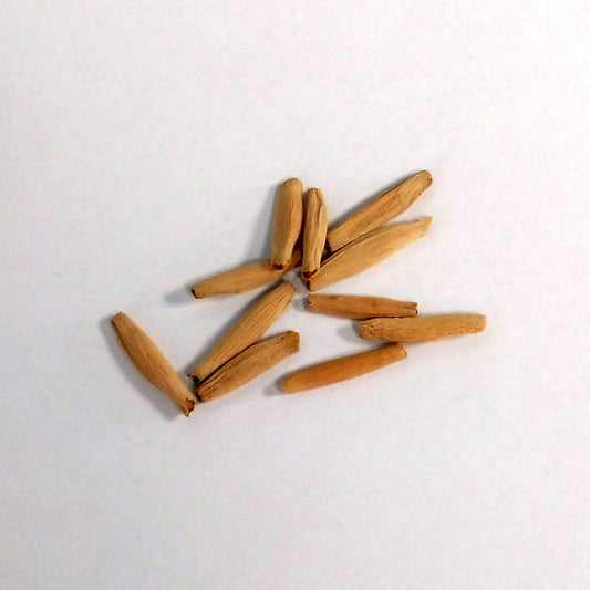 Adenium somalense / アデニウム・ソマレンセ