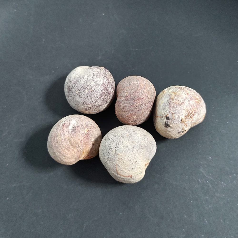 Adansonia suarezensis / アダンソニア・スアレゼンシス