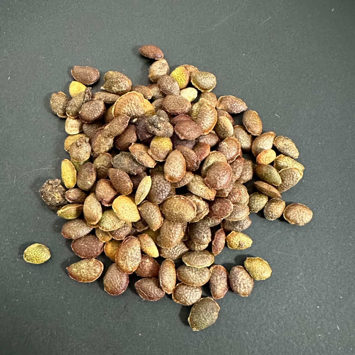 Adenia subsessilifolia / アデニア・サブセシリフォリア