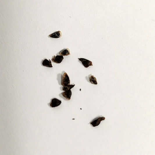 Aloe teissieri / アロエ・テイシエリ