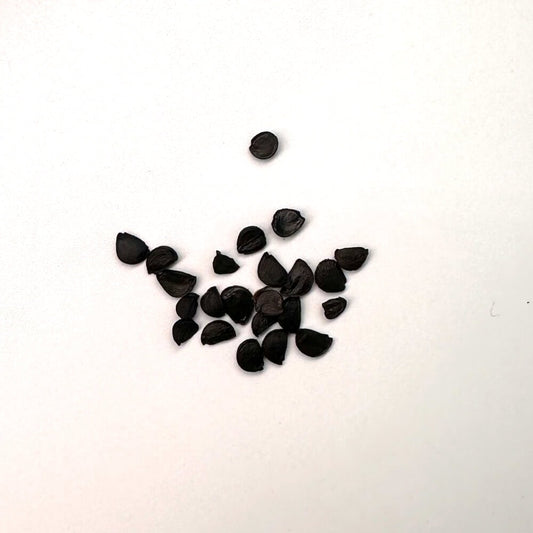 Agave utahensis ssp utahensis Compacta / アガベ・ユタエンシス コンパクト