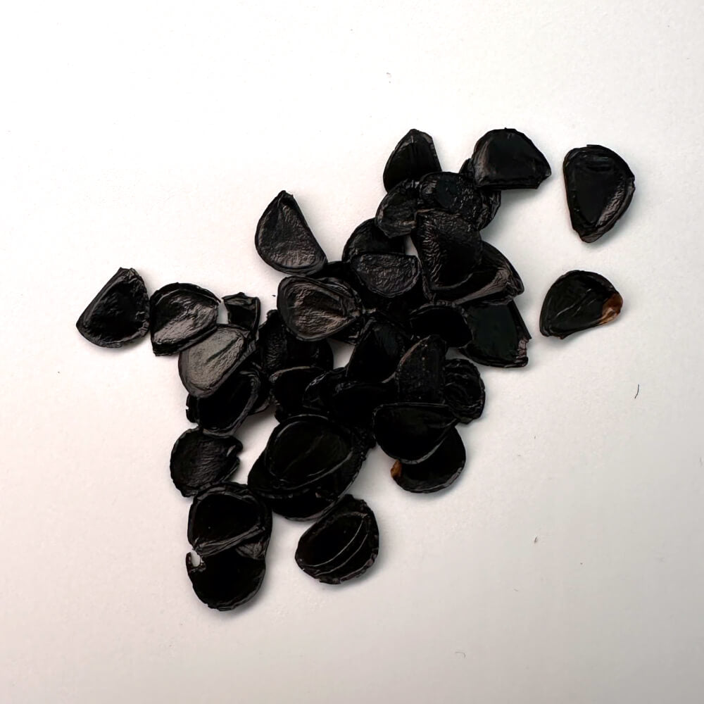 Agave potatorum verschaffeltii / アガベ・ポタトルム・ベルシャフェルティー 怒雷神