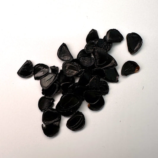 Agave potatorum verschaffeltii / アガベ・ポタトルム・ベルシャフェルティー 怒雷神