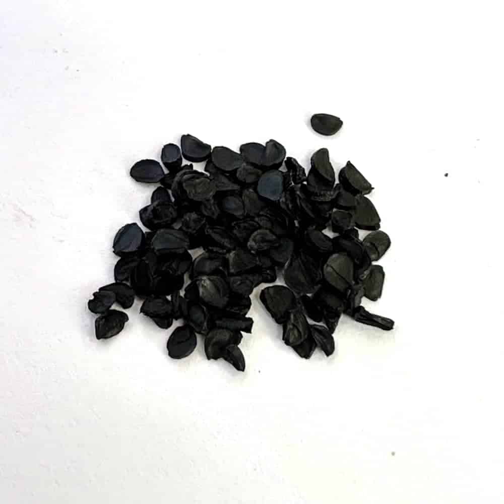 Agave victoriae reginae / アガベ・ビクトリア・レジーナ 笹の雪