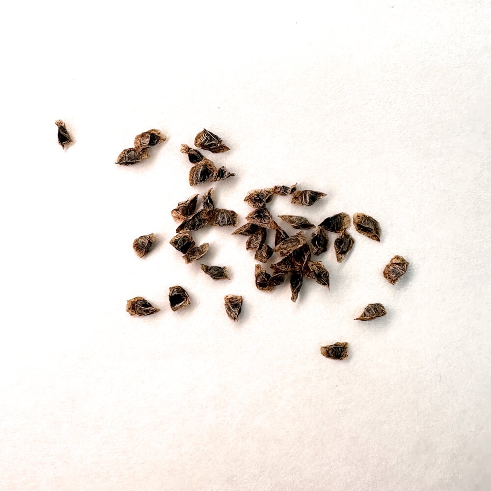 Aloe viguieri / アロエ・ビグエリー