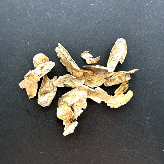 【種】アロエ・スザンナエ/Aloe suarezensis