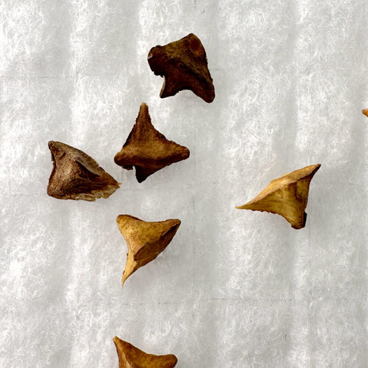 Boswellia ameero / ボスウェリア・アメーロ