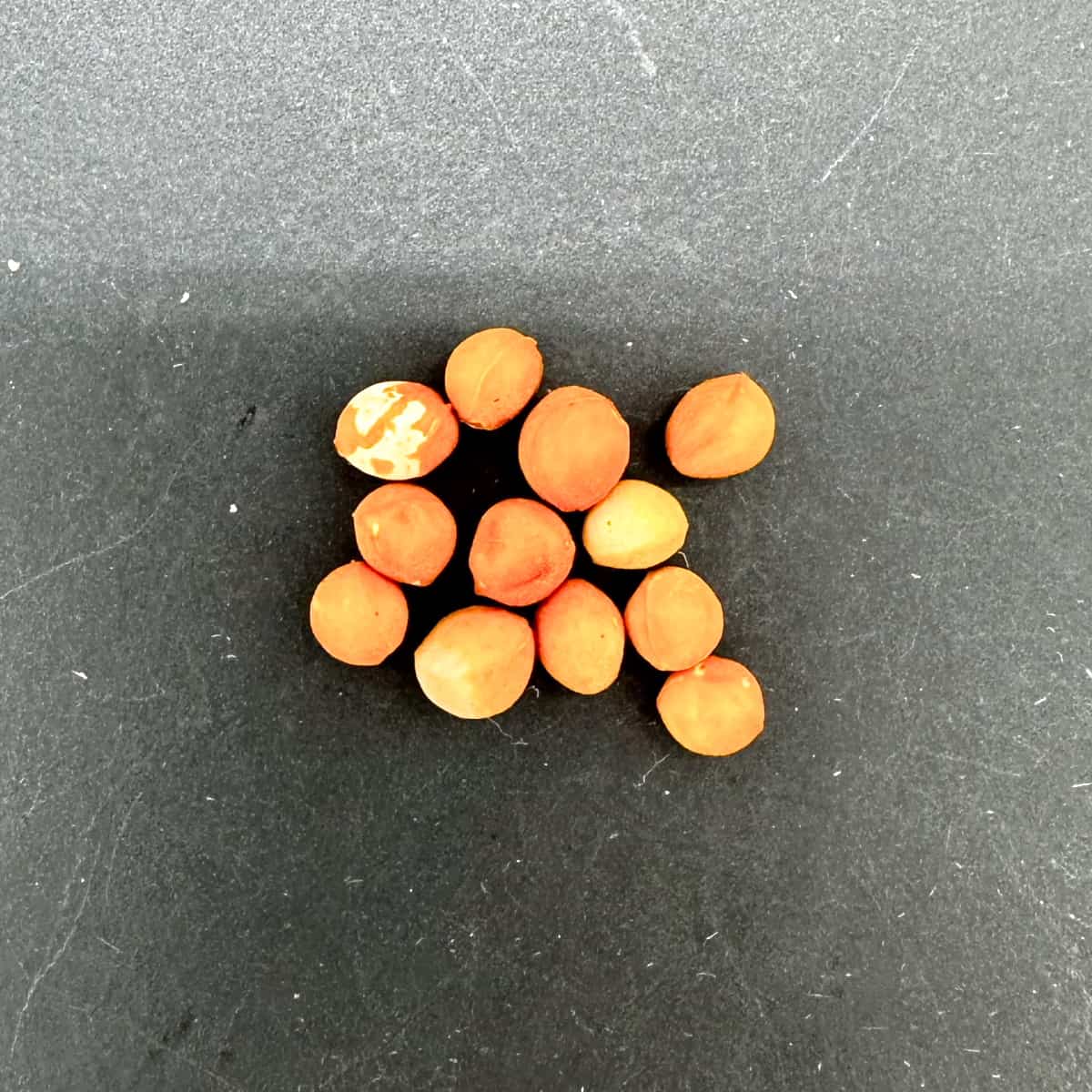 【種】ブルセラ・アリダ / Bursera arida