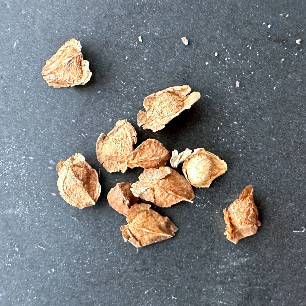 Boswellia asplenifolia×nana / ボスウェリア・アスプレニフォリア×ナナ [栽培採種]