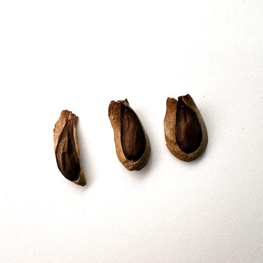 Brachystelma barberae / ブラキステルマ・バーベラエ 竜卵窟 [現地採種]