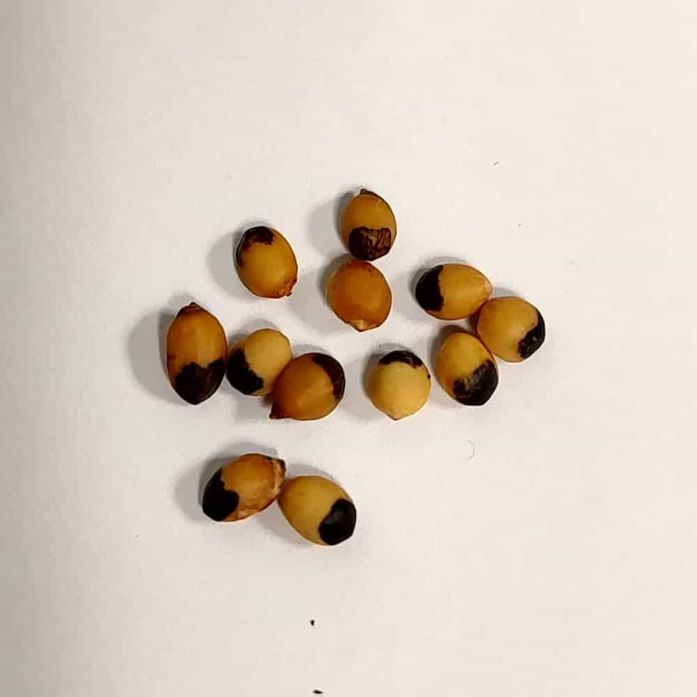 【種】ブルセラ・ビピンナータ / Bursera bipinnata