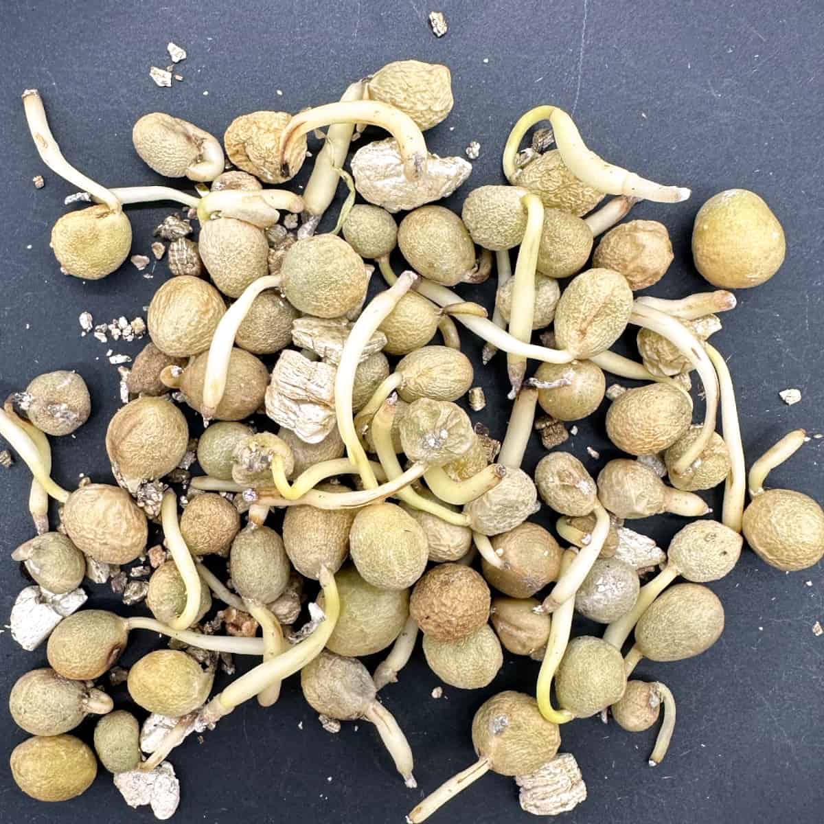 Boophane disticha / ブーファン・ディスティチャ 太閤秀吉 [現地採種]