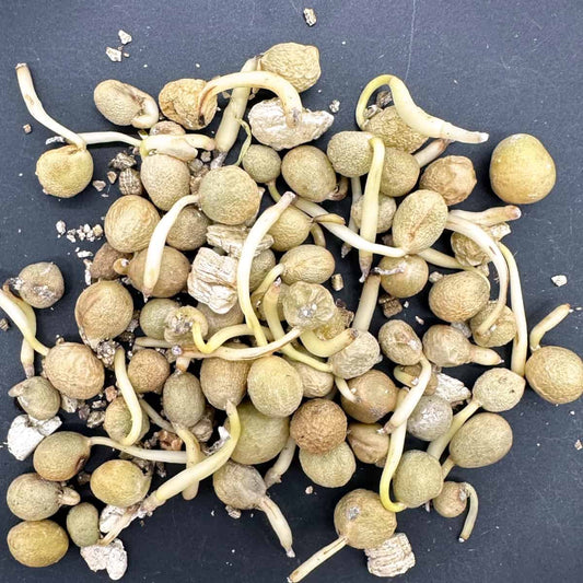 Boophane disticha / ブーファン・ディスティチャ 太閤秀吉 [現地採種]