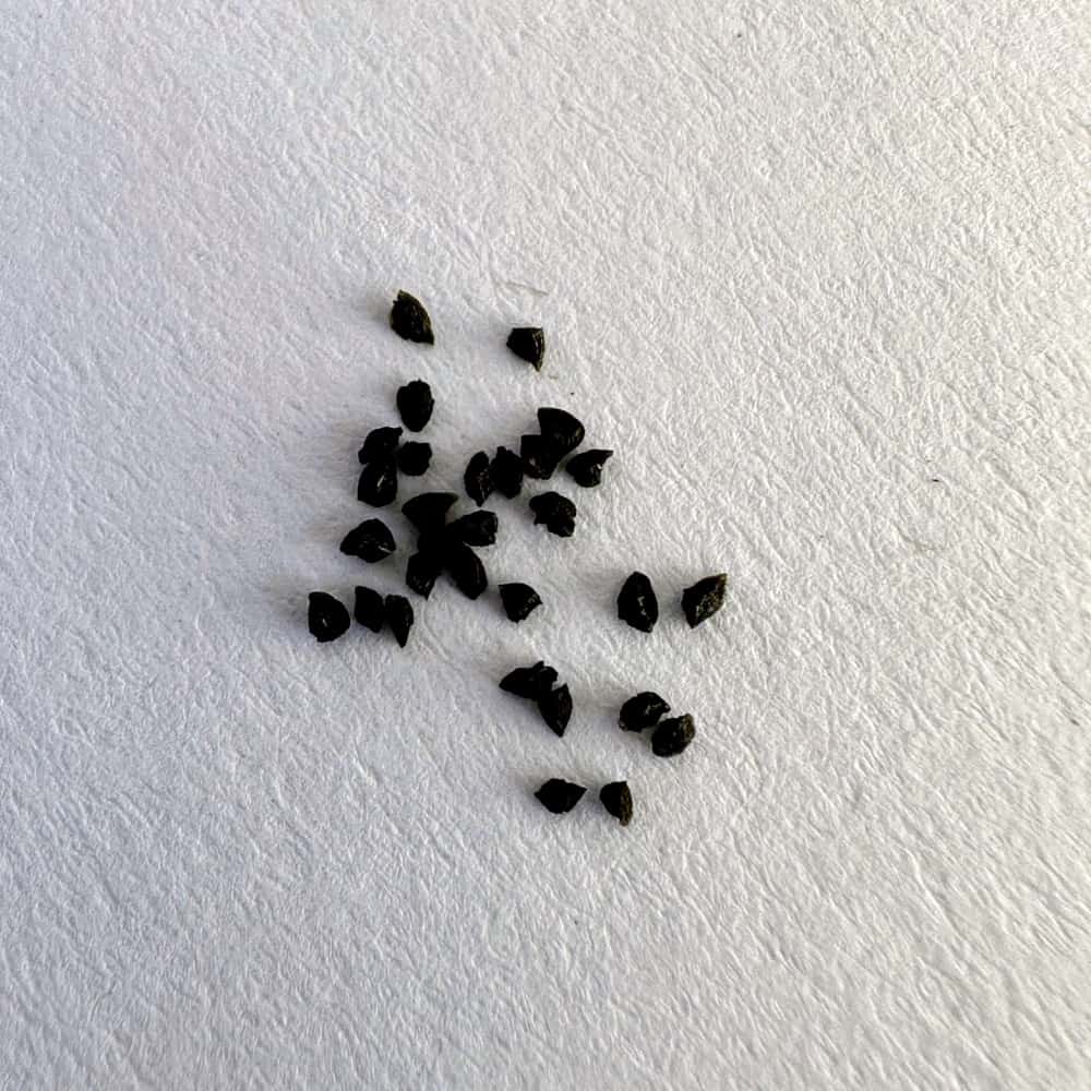 Bulbine mesembryanthoides / ブルビネ・メセンブリアントイデス