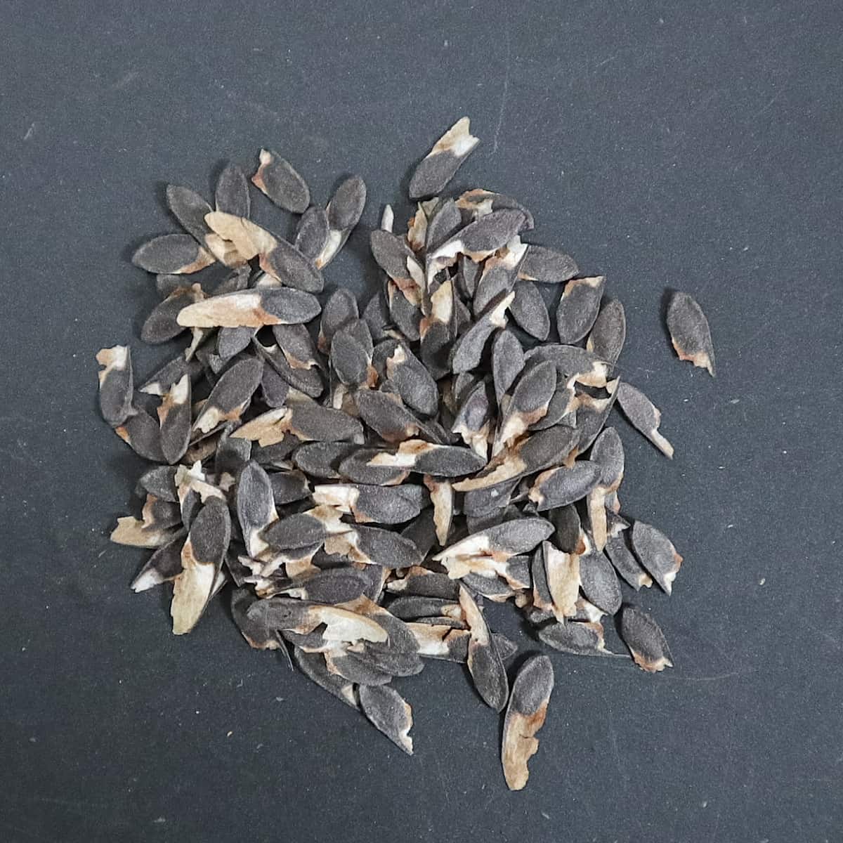 Beiselia mexicana / ベイセリア・メキシカーナ [栽培採種]