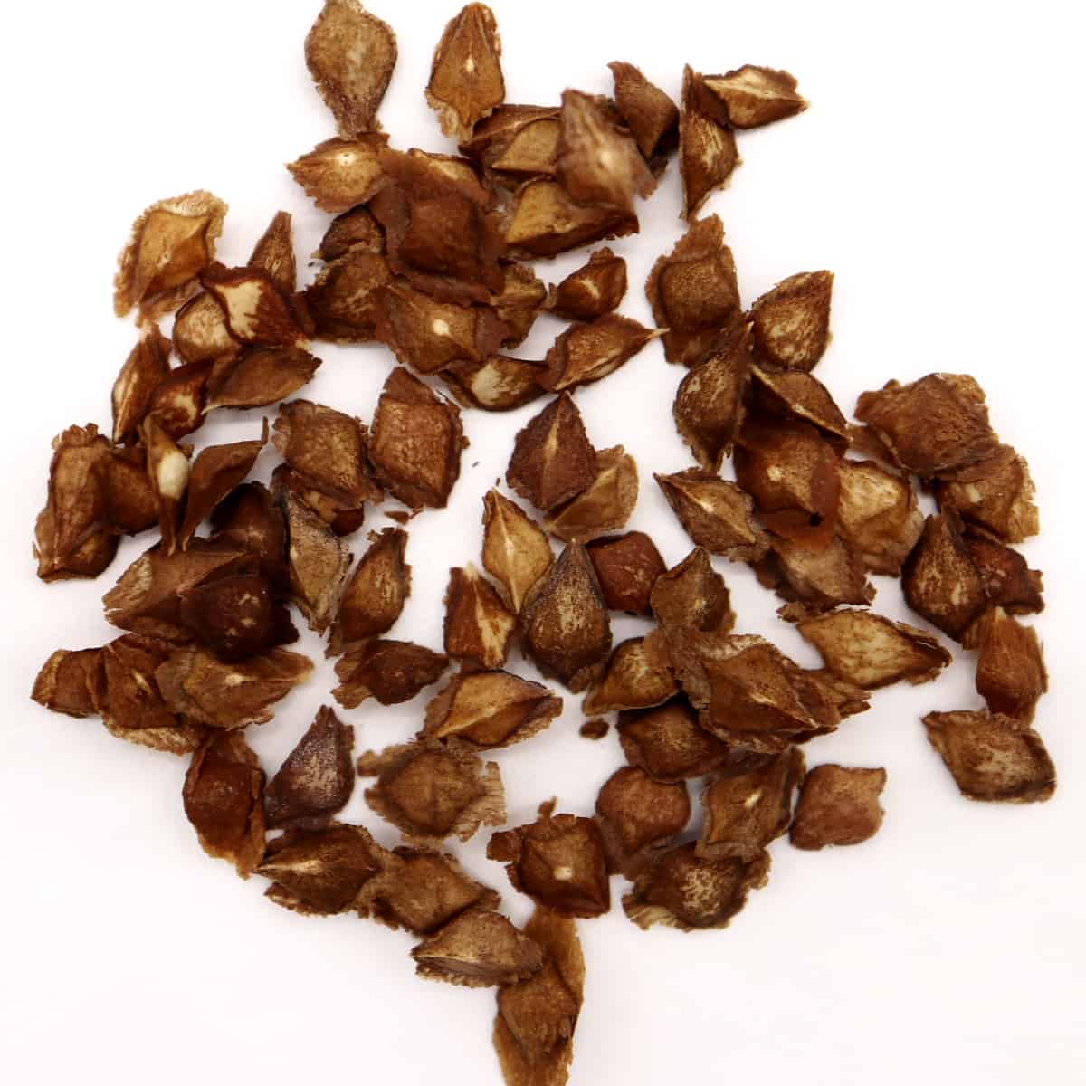 Boswellia nana / ボスウェリア・ナナ [栽培採種]