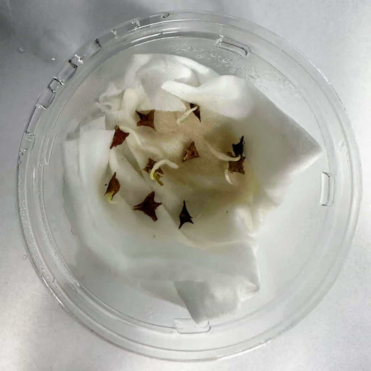 Boswellia neglecta / ボスウェリア・ネグレクタ [野生採種]