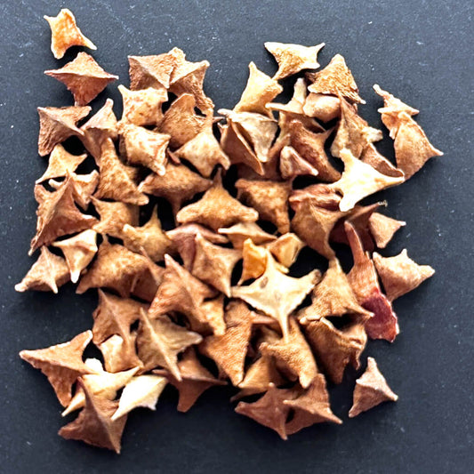 【種】ボスウェリア・ネグレクタ[野生採種][2026年3月ロット]/Boswellia neglecta