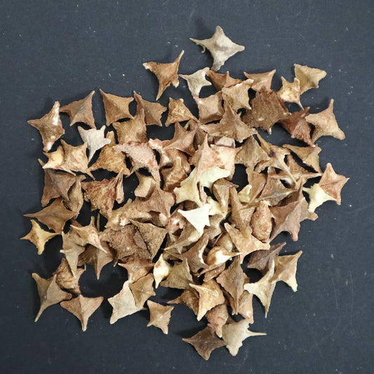 Boswellia neglecta / ボスウェリア・ネグレクタ [野生採種]